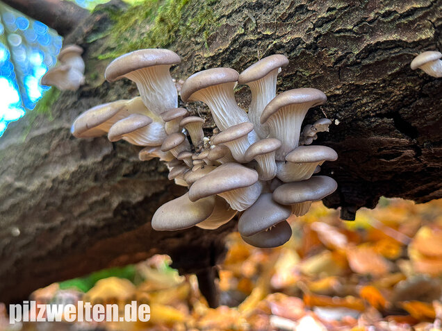 Austernseitling, Austernpilz, Kalbfleischpilz, Pleurotus ostreatus