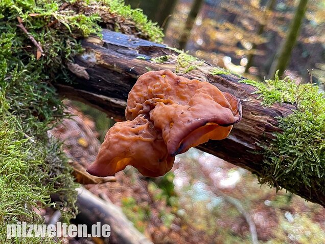 Bischofsmütze, Gyromitra infula