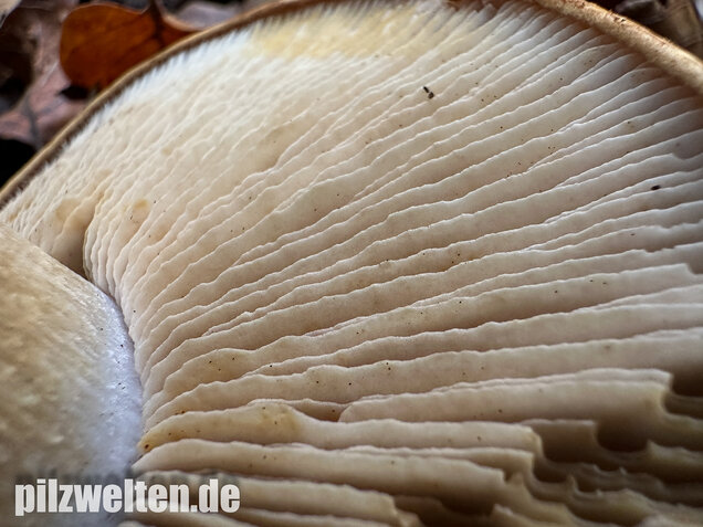 Breitknolliger Klumpfuß, Cortinarius saporatus
