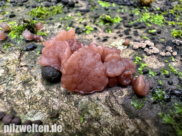 Buchenkreisling, Buchen-Gallertkreisling, Neobulgaria pura