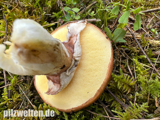 Butterpilz, Butterröhrling, Suillus luteus