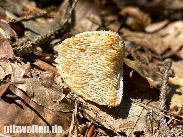 Dorniger Stachelbart, Hericium cirrhatum