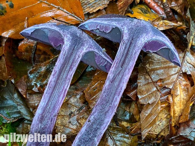 Dunkelvioletter Schleierling, Cortinarius violaceus