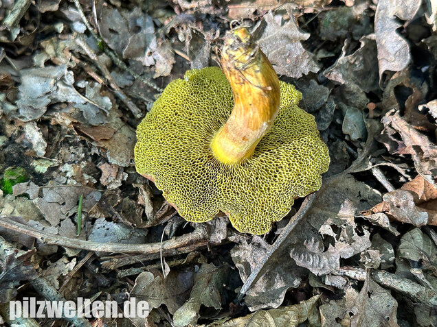 Eichenfilzröhrling, Hortiboletus engelii