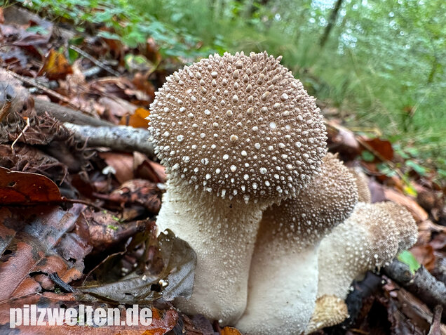 Flaschenstäubling, Flaschenbovist, Lycoperdon perlatum