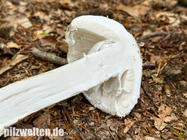 Fransiger Wulstling, Amanita strobiliformis