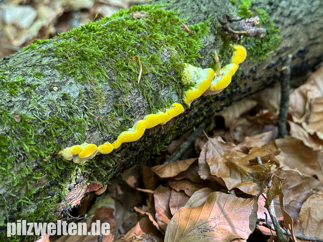 Gilbende Tramete, Spitzwarzige Weißfäuletramete, Antrodiella serpula