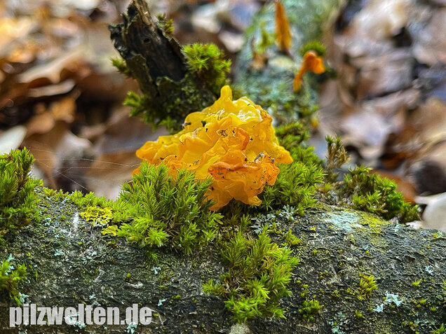 Goldgelber Zitterling, Yellow Brain Fungus, Tremella mesenterica