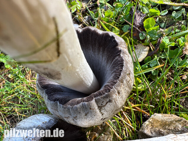 Grauer Faltentintling, Coprinopsis atramentaria