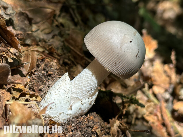 Grauer Scheidenstreifling, Amanita vaginata