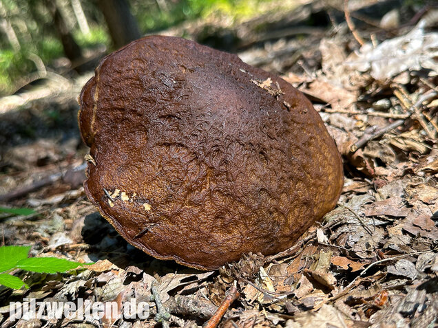 Hainbuchenraufuß, Leccinellum pseudoscabrum