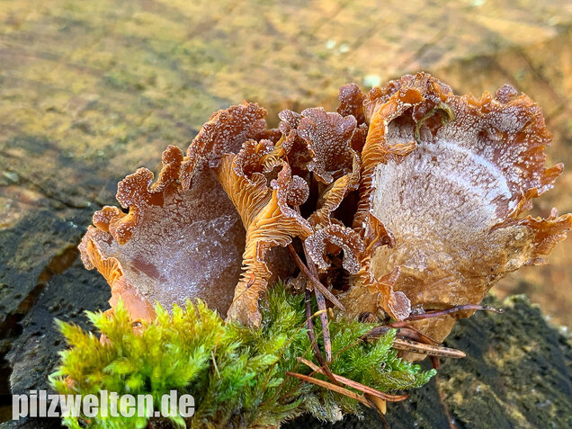 Herber Zwergknäueling, Panellus stipticus