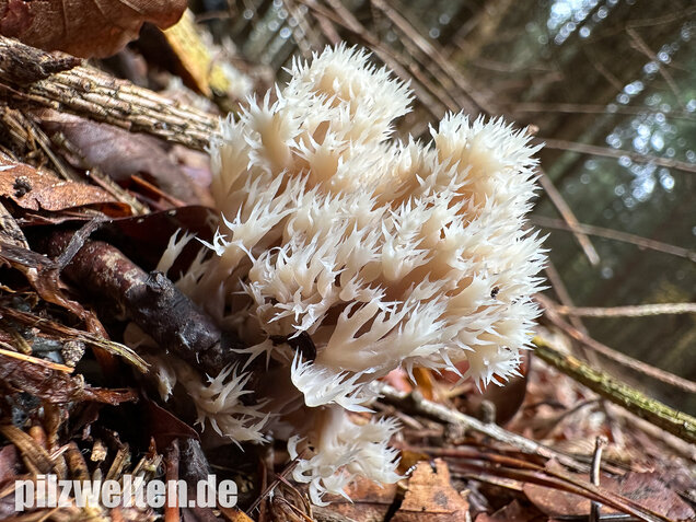 Kammkoralle, Kammförmiger Keulenpilz, Clavulina coralloides