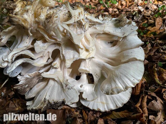 Klapperschwamm, Maitake, Grifola frondosa