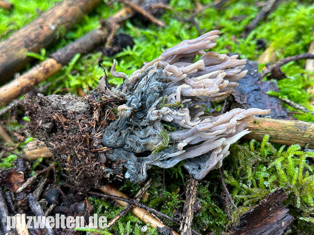 Korallenbefall, Korallenschimmel, Helminthosphaeria clavariarum