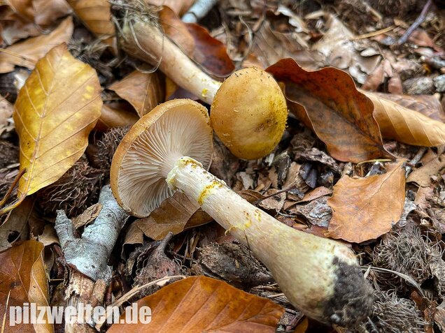 Laubholzhallimasch, Armillaria gallica