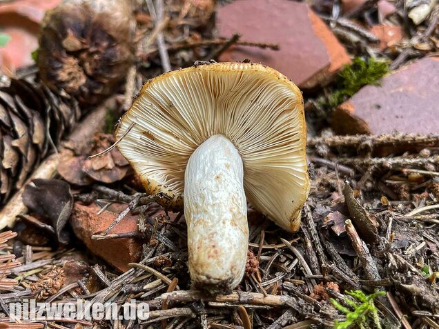 Mandeltäubling, Russula grata