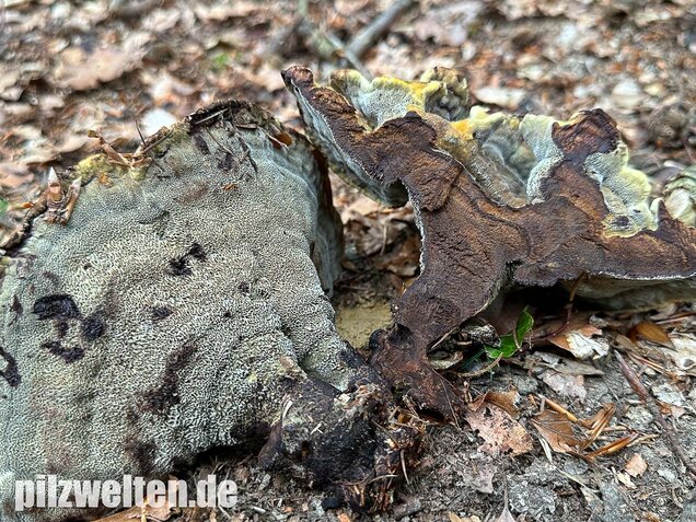 Nadelholzbraunporling, Phaeolus schweinitzii