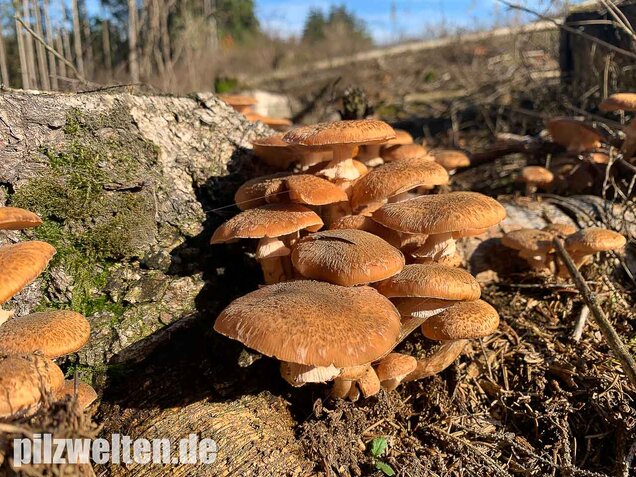 Nadelholzhallimasch, Armillaria ostoyae