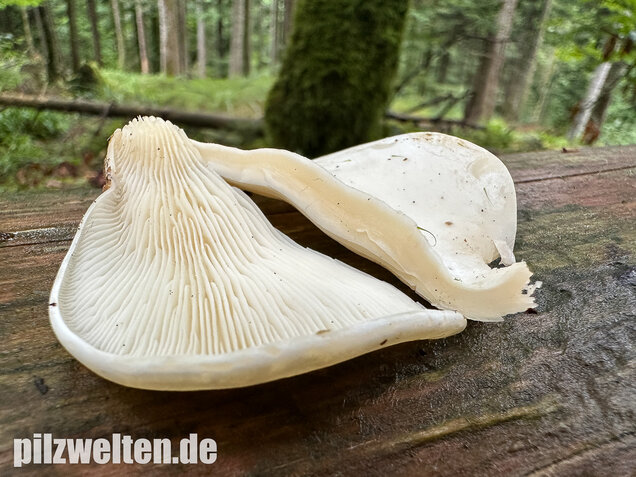 Ohrförmiger Seitling, Pleurocybella porrigens