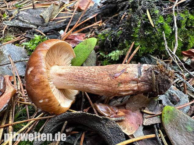 Geschupptstieliger Ritterling, Tricholoma fucatum