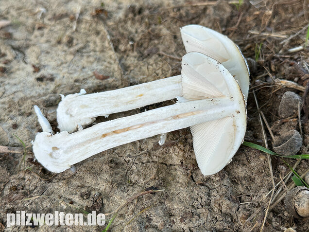 Pantherpilz, Pantherwulstling, Amanita pantherina