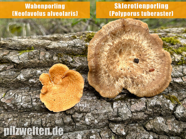 Sklerotienporling, Polyporus tuberaster