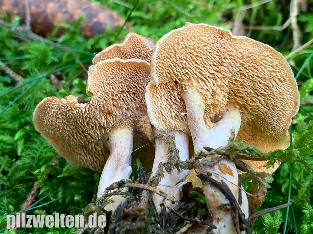 Rostgelber Semmelstoppelpilz, Hydnum rufescens