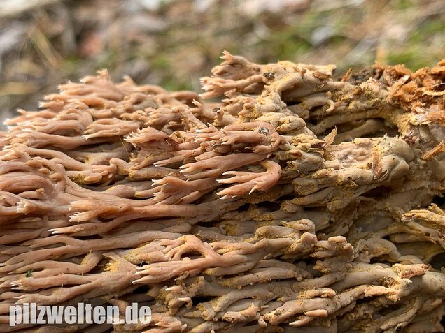 Rotbraune Koralle, Ramaria rubella