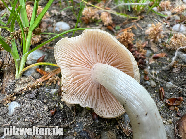 Schlehenrötling, Blasser Frühlingsrötling, Entoloma sepium
