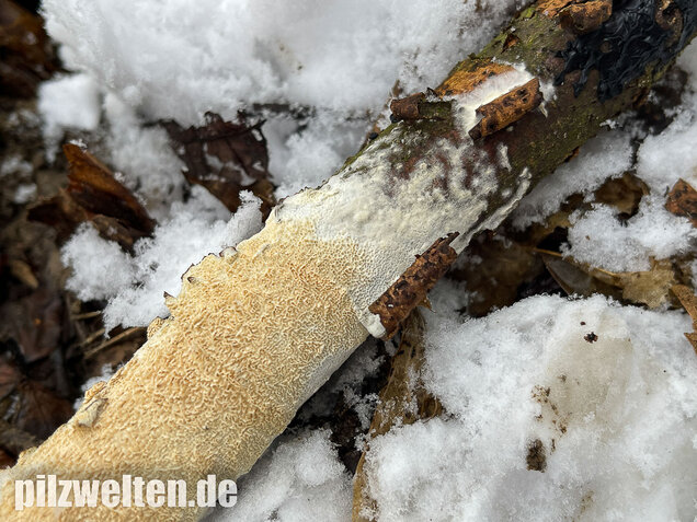 Veränderlicher Spaltporling, Schizopora paradoxa