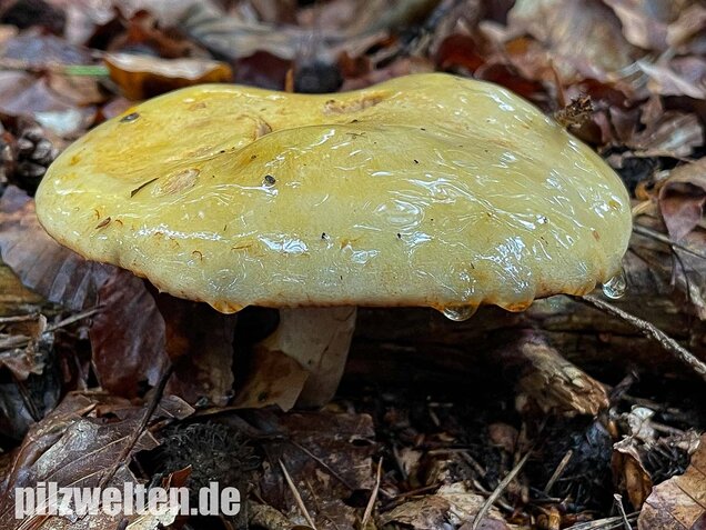 Violettblättriger Schleimfuß, Cortinarius delibutus