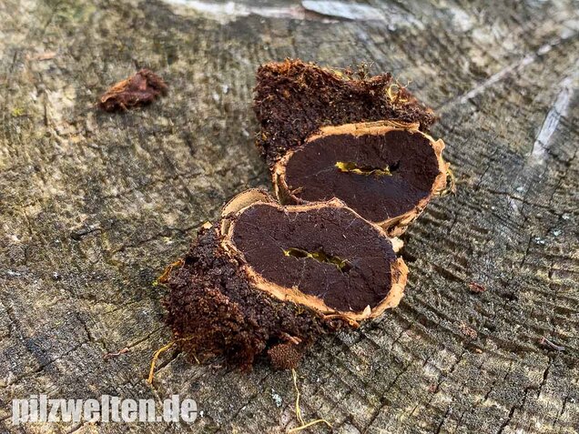 Warzige Hirschtrüffel, Elaphomyces granulatus