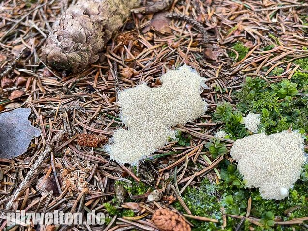 Weiße Lohblüte, Fuligo candida