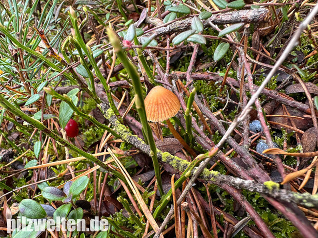 Gesäumter Häubling, Moorhäubling, Galerina paludosa