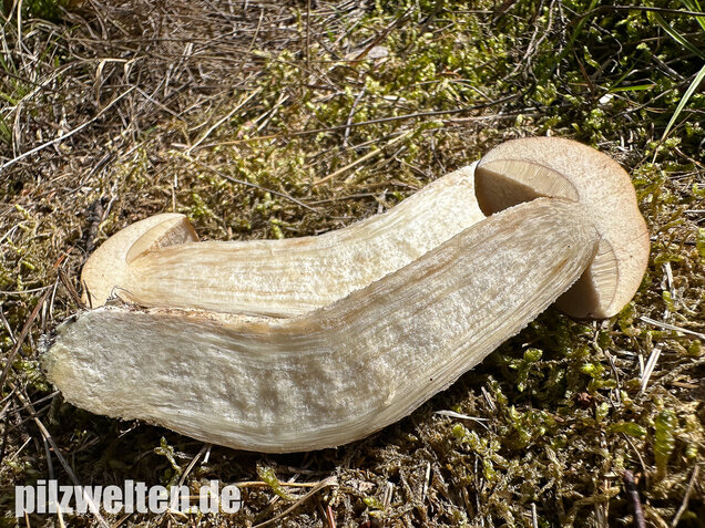 Wollstieliger Raufußröhrling, Leccinum cyaneobasileucum