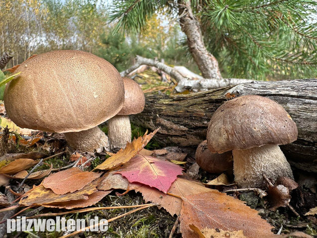 Wollstieliger Raufußröhrling, Leccinum cyaneobasileucum