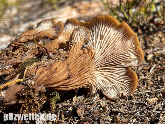 Aniszähling, Lentinellus cochleatus