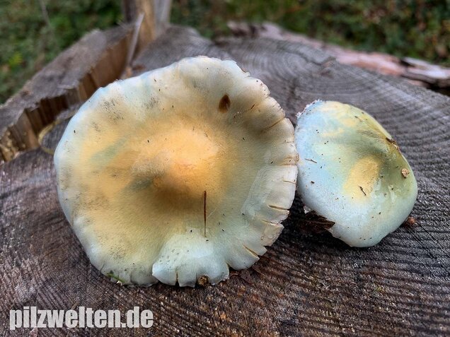 Blauer Träuschling, Stropharia caerulea