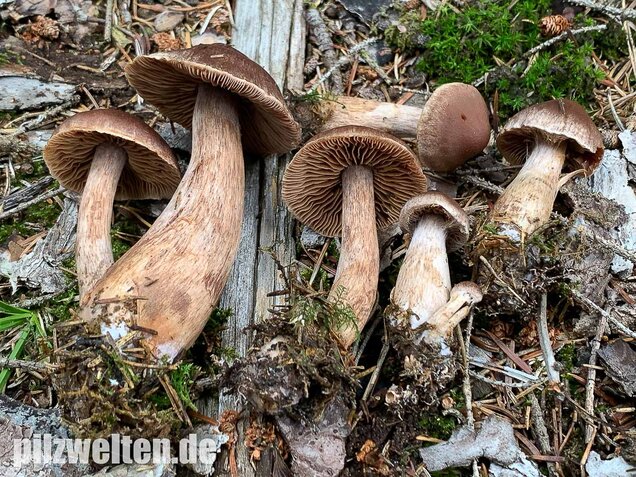 Dunkelbrauner Gürtelfuß, Cortinarius brunneus