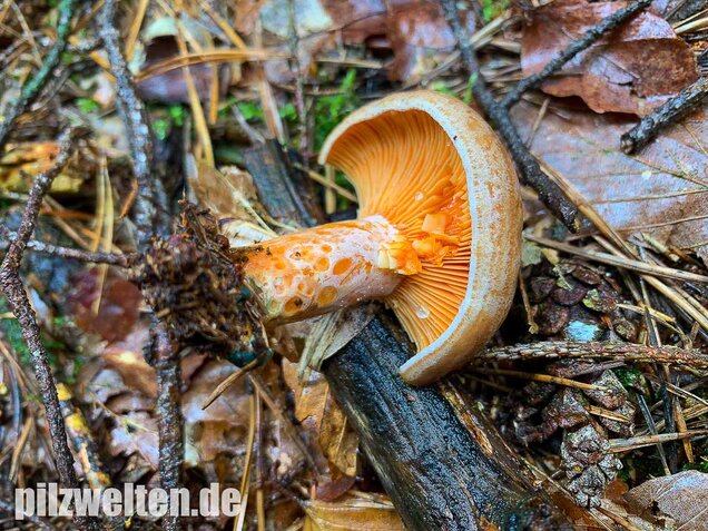 Edelreizker, Lactarius deliciosus