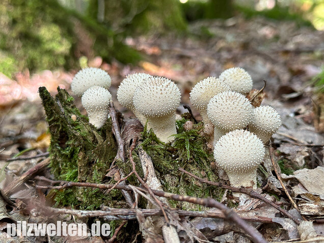 Flaschenstäubling, Flaschenbovist, Lycoperdon perlatum