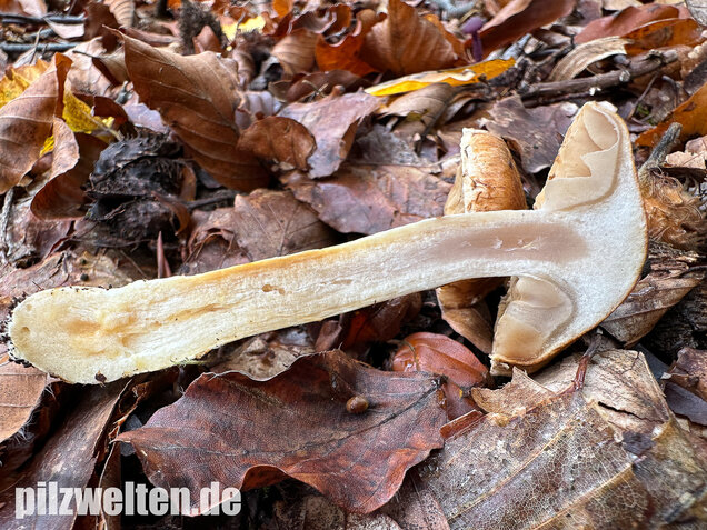 Fuchsigbrauner Schleimkopf, Phlegmacium vulpinum