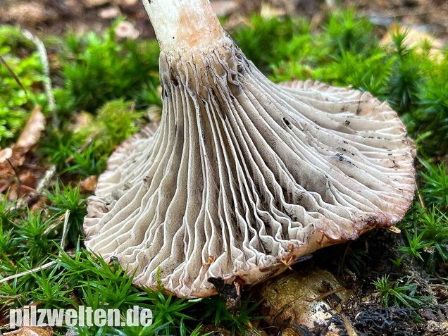 Gefleckter Gelbfuß, Gomphidius maculatus