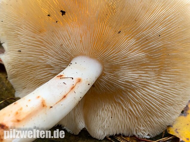 Gefleckter Rosasporrübling, Rhodocollybia maculata