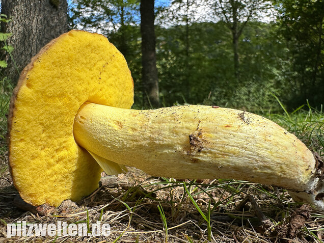 Gehämmerter Röhrling, Hemileccinum depilatum