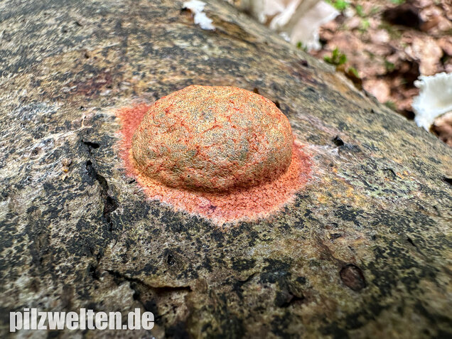 Gelboranger Schleimpilz, Rotoranger Schleimpilz, Fuligo leviderma