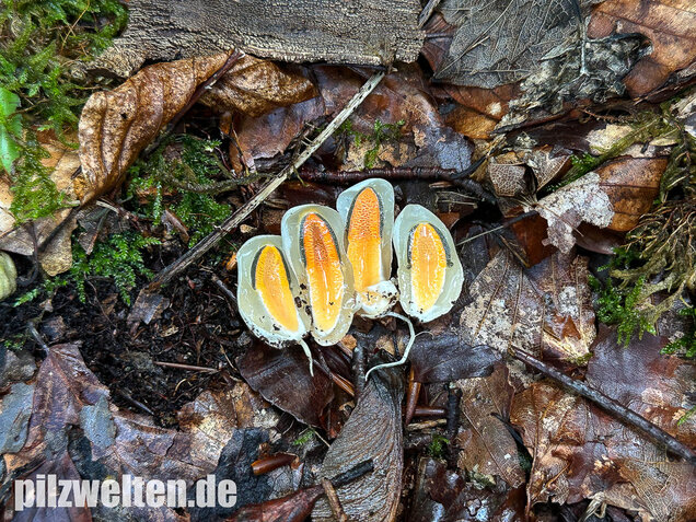 Gemeine Hundsrute, Mutinus caninus