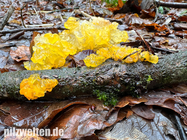 Goldgelber Zitterling, Yellow Brain Fungus, Tremella mesenterica