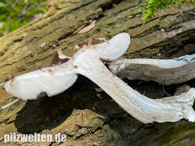 Grauer Wulstling, Amanita excelsa